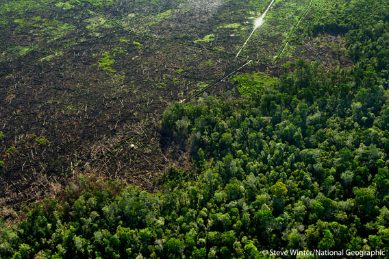 Palm oil plantations replacing rainforest. Photo by: Steve Winter/National Geographic.