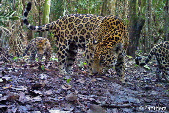 Mother jaguar and two cubs in palm oil plantation in Colombia. Photo by: Panthera.