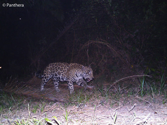 Male jaguar in palm oil plantation in Colombia. Photo by: Panthera.