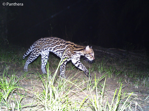 Ocelot in palm oil plantation in Colombia. Photo by: Panthera.