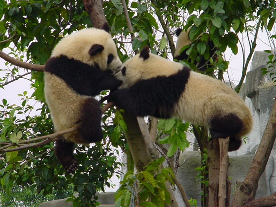 The vanishing giant panda (Ailuropoda melanoleuca) is just one victim of the global environmental crisis. Photo by: Sarah Bexell.