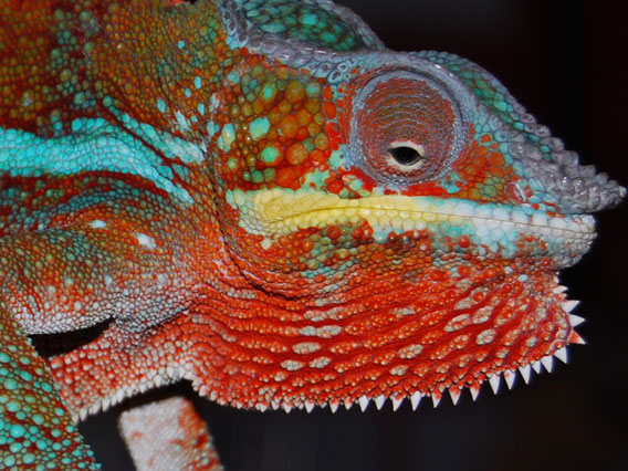  This male Panther Chameleon, originating from Nosy Mangabe, Madagascar, was observed at a dealer’s house in Saraburi city, Thailand, January 2010.  © M Todd/TRAFFIC.