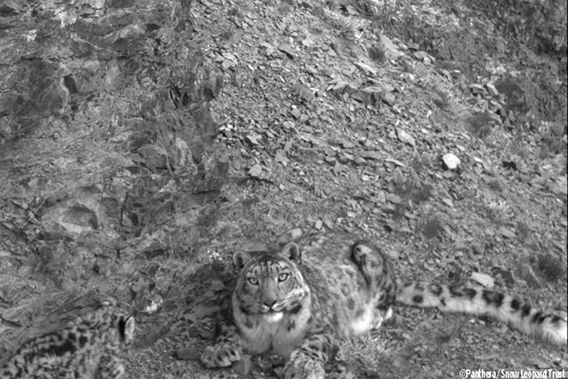  Close-up detail of snow leopard cub from the Southern Gobi of Mongolia. Photo © Panthera/Snow Leopard Trust. 