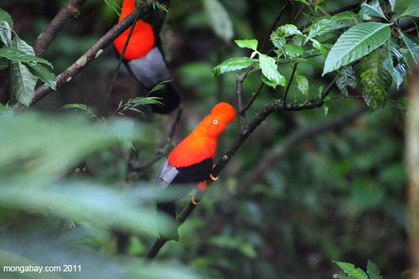 Founder of mongabay.com, Rhett A. Butler, took this photo of a cock of the rock in the cloud forests of Peru only yesterday. He says even the photo doesn't give the bird's true colors justice. Photo by: Rhett A. Butler.