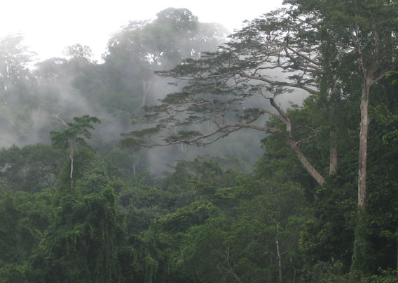 Tropical forest in Ghana, an irreplaceable habitat for many species. Photo courtesy of Ben Phalan. 