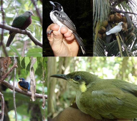 Clockwise from top left: Wompoo Fruit-dove (Ptilinopus magnificus), Spot-winged Monarch (Monarcha guttula), Sulphur-crested Cockatoo (Cacatua galerita) eating coconut, Graceful Honeyeater (Meliphaga gracilis cinerifrons), Variable Dwarf Kingfisher (Ceyx lepidus). Photos by J. Dawson.