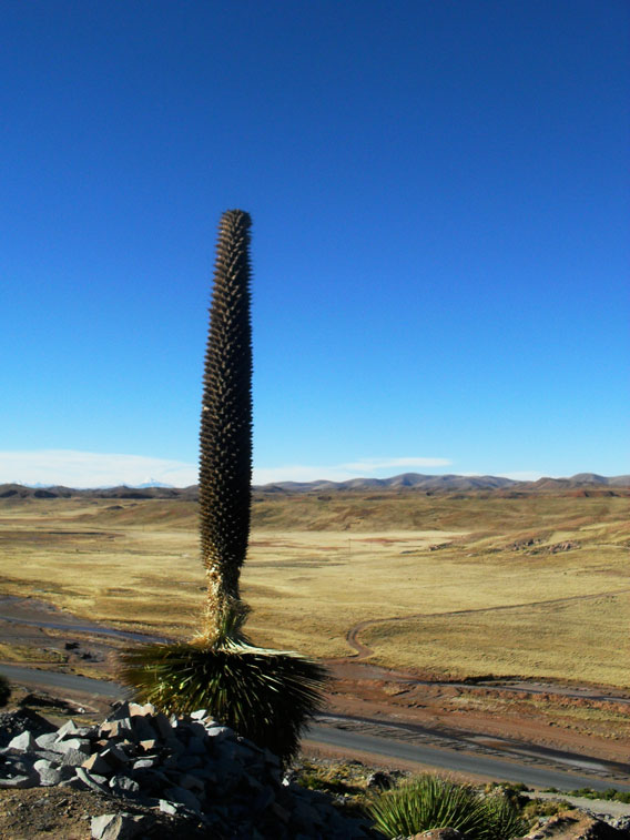 The towering Puya raimondii is the world's largest bromeliad. Photo by: Giacomo Sellan.