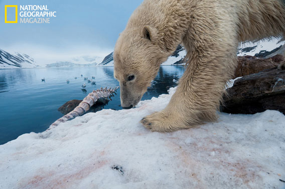  Eisbär neben einem Walskelett. Mit Fernauslöser aufgenommen. © National Geographic Entertainment. Foto von Florian Schulz.