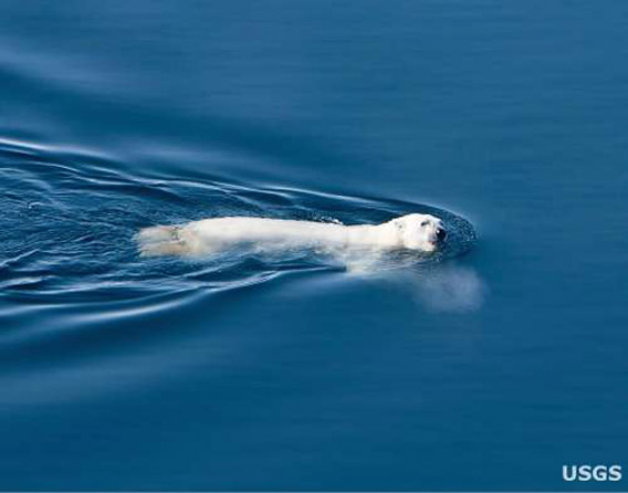 Polar bear swimming in open water. Photo by: USGS.