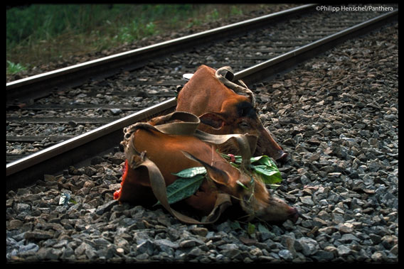 Heads of red river hogs left by train tracks. Red river hogs are preferred prey of both leopards and locals. Photo by: Philipp Henschel/Panthera.