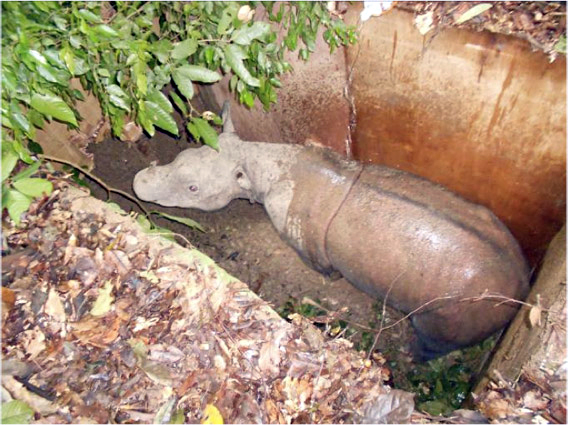 Puntung, a female Sumatran rhino, is captured safely in a pit trap after years of monitoring and planning in Malaysian Borneo. Photo by: Dr Zainal Zahari Zainuddin/BORA.