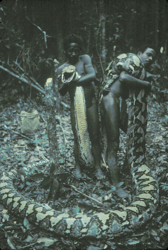 Female python killed by Agta Negrito men. Photo by: J. Headland.