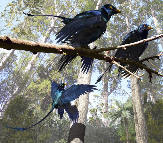 This is a fossilized Microraptor specimen from the Beijing Museum of Natural History. Photo by: AMNH/M. Ellison.