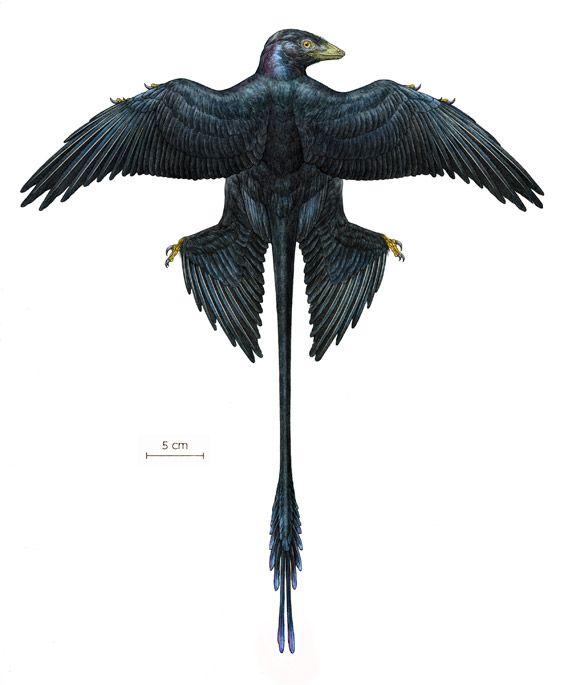 This is a reconstruction of a Microraptor based on digital overlays of nine fossilized specimens. Microraptor was a pigeon-sized, four-winged dinosaur that lived about 130 million years ago. Image by: AMNH/M. Ellison.