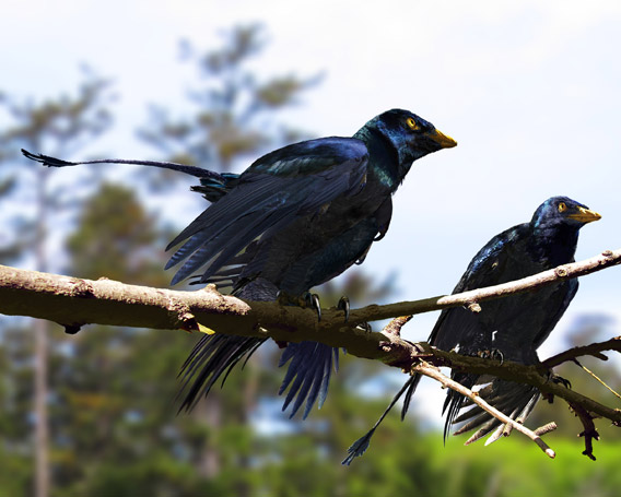 This is an artist's recreation of Microraptor, a pigeon-sized, four-winged dinosaur that lived about 130 million years ago. Recent research has shown that the dinosaur had iridescent plumage. Image by: Jason Brougham/University of Texas.