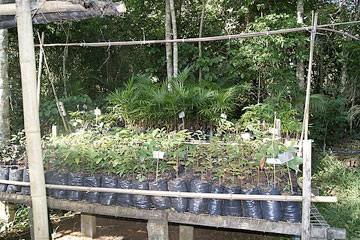 Baby trees for reforestation effort at Iracambi in the Atlantic Forest. Photo by Clare Raybould.   