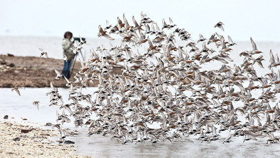 Red knots take-off in Delaware.