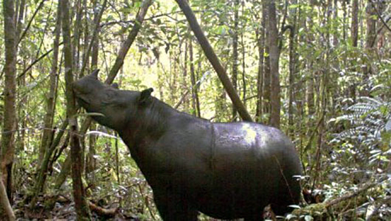 Camera trap photo of Sumatran rhino in the Leuser ecosystem. Photo by: Leuser International Foundation (LIF).