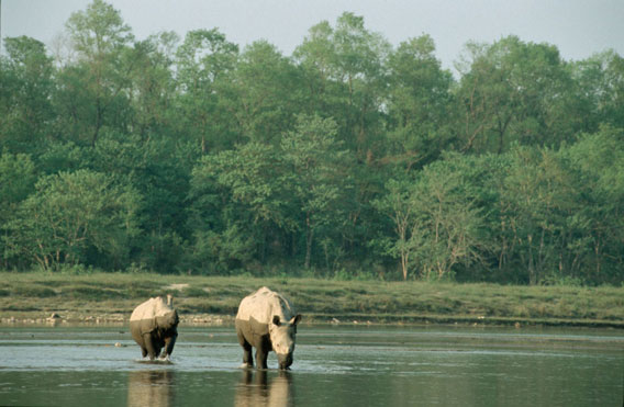 Greater one-horned rhinos in Nepal. Photo courtesy of WWF.