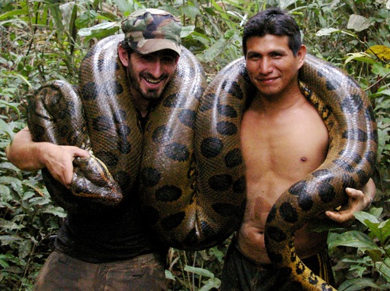 amazon rainforest anaconda snake