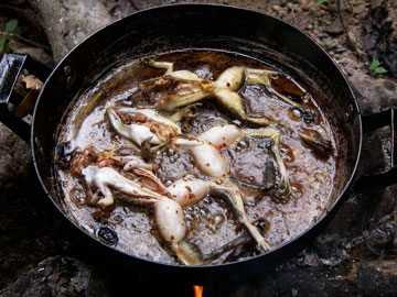 Frogs as food in Vietnam. Photo by: Jodi J. L. Rowley/Australian Museum.