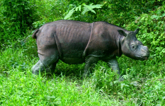  Tam, a male Sumatran rhino is kept in semi-captivity in Borneo with hopes to mate him with a female. Photo by: Jeremy Hance .