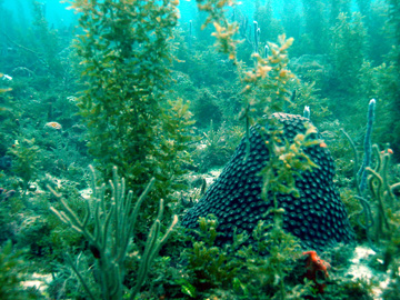  An unhealthy coral reef covered by algae. Photo courtesy of Carl Safina. 