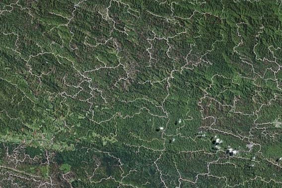 Caminos de tala forestal cruzan los bosques de Sarawak. Foto cortesía de Google Earth.