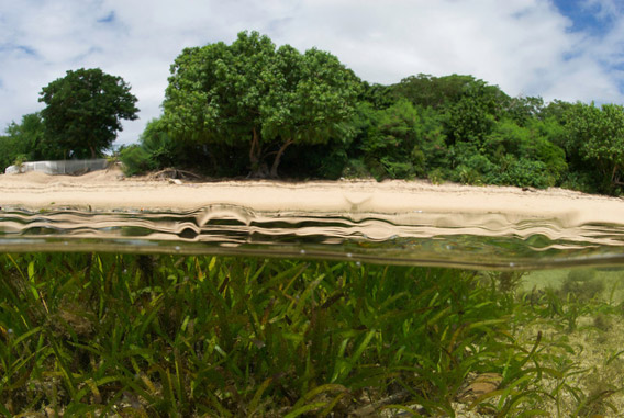 Carbon Storage in Caribbean Seagrass is Worth $88 Billion a Year