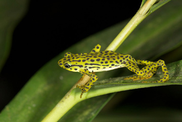  The rediscovered Rio Pescado Stubfoot Toad (<i>Atelopus balios</i>) was number 6 in the 100 Lost Frogs. Uncovered after 15 years in Ecuador by Eduardo Toral-Contreras and Elicio Tapia. Researchers feared that the deadly amphibian chytridmycosis had wiped out this species along with many other closely related species in Ecuador. Photo: © Eduardo Toral-Contreras .” border=0><br />
The rediscovered Rio Pescado Stubfoot Toad (<i>Atelopus balios</i>) was number 6 in the 100 Lost Frogs. Uncovered after 15 years in Ecuador by Eduardo Toral-Contreras and Elicio Tapia. Researchers feared that the deadly amphibian chytridiomycosis had wiped out this species along with many other closely related species in Ecuador. Photo: © Eduardo Toral-Contreras.                                                </p>
</td>
</tr>
</table>
<p>“Rediscoveries provide reason for hope for these species, but the flip side of the coin is that the vast majority of species that teams were looking for were not found. This is a reminder that we are in the midst of what is being called the Sixth Great Extinction with species disappearing at 100 to 1000 times the historic rate—and amphibians are really at the forefront of this extinction wave,” says CI’s amphibian expert Dr. Robin Moore, who helped organize the search. “We need to turn these discoveries and rediscoveries into an opportunity to stem the crisis by focusing on protecting one of the most vulnerable groups of animals and their critical habitats.”</p>
<p>But even if the search didn’t rediscover as many amphibians as it hoped, the numerous expeditions—and even a copycat expedition—did uncover some intriguing surprises. </p>
<p>In Haiti six amphibians were rediscovered. These were not on the Search for Lost Frogs’s 100 List, but the species had not been seen since the early 1990s. While no amphibians were re-discovered in Colombia, three species were found that are likely new to science. </p>
<p>While Search for Lost Frogs expeditions in India came up empty-handed. That didn’t stop Indian researchers from making news. Inspired by the Search for Lost Frogs, Dr. SD Biju from the University of Delhi, organized the “Lost! Amphibians of India”, which sent out expeditions to search for 50 missing amphibians in India.  They rediscovered five amphibians, including one that hadn’t been seen since India was a British colony and Mahatma Gandhi was a child of five (1874).</p>
<p>“I was so excited to see the Chalazodes Bubble Nest Frog in life after 136 years. I have never seen a frog with such brilliant colors in my 25 years of research! It has an unusual combination of fluorescent green dorsum, ash blue thighs and patchy yellow eyes. I feel assured that these rediscoveries will infuse more enthusiasm in our pursuit of the remaining 45 ‘lost’ amphibians. Our hunt has just begun and it is a good start,” Biju said in a press release. </p>
<p>Aside from India’s ongoing efforts, searches are also scheduled to continue in Colombia. </p>
<p>“Searching for lost species is among the most important conservation activities we can do as scientists. If we’re going to save them, we first have to find them,” said Dr. Don Church, Global Wildlife Conservation’s President.</p>
<p>For the 96 target amphibians that weren’t rediscovered, hope remains that a few may be found in the future. But for many, it is probably too late. Of course, in the coming decades many more amphibians will be lost if efforts aren’t made to save them. Over 30 percent of the world’s amphibians are currently threatened with extinction.</p>
<p><img src= https://photos.mongabay.com/j/search.india.568.jpg  width=568 alt=