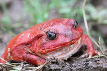 The aptly named tomato frog. Photo by: Tom Corcoran.