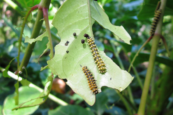 Des larves de papillon mastiquant une plante hôte. Photo de : Tom Corcoran. 