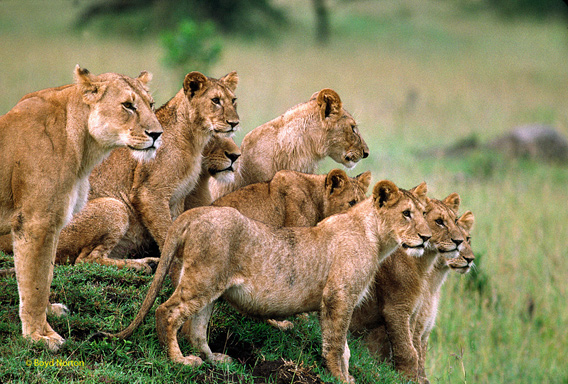  Serengeti scene. Photo by: Boyd Norton, co-founder of Serengeti Watch.
