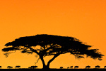 Activism: alternatives to the Serengeti road