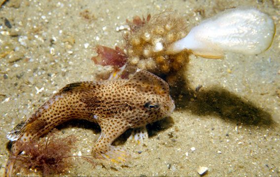 Eggs laid on a sea tulip. Photo by: Mark Green - CSIRO.