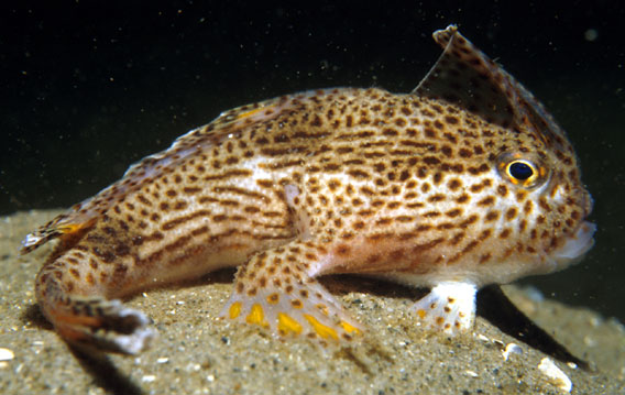 A last look at the spotted handfish. Photo by: Mark Green - CSIRO..