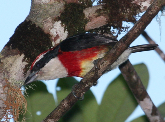 Sira barbet (Capito fitzpatricki). Photo by: Michael G. Harvey.