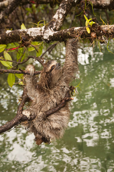 Faustfaultier. Foto mit freundlicher Genehmigung der ZSL.