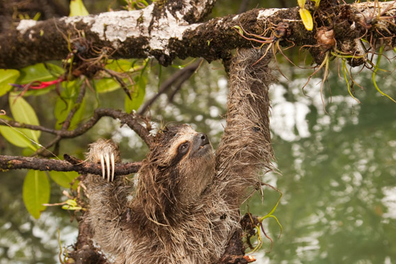 Altro bradipo pigmeo. Foto © Craig Turner/ZSL.