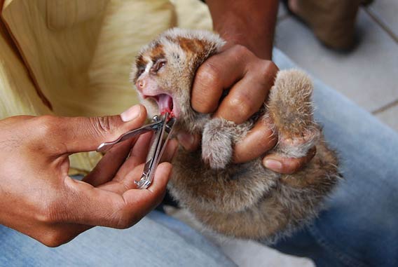 Slow lorises like this Sunda Slow Loris juvenile (Nycticebus coucang) have their teeth forcibly removed by animal traffickers in the open-air bird markets of Indonesia. The practice is done to either convince buyers that the animal is suitable as a child's pet or to make people think the animal is an infant. This photo was taken by Dr. Karmele Llano Sánchez of the International Animal Rescue (IAR).