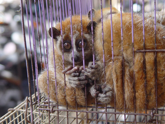  Slow lorises, like these caged individuals, are imperiled in Southeast Asia for the illegal pet trade. In the wild, traders kill loris parents to take their babies. Pet lorises have their teeth pulled out to make them appear 'cuter'. Photo courtesy of the Wildlife Conservaiton Society (WCS).