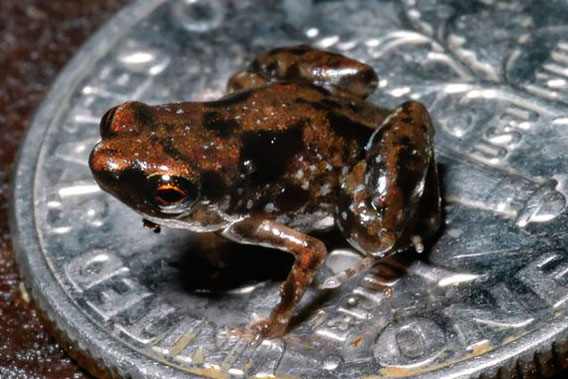 Tiny Frogs May Mean Big News for Vertebrate Evolution — Journal of