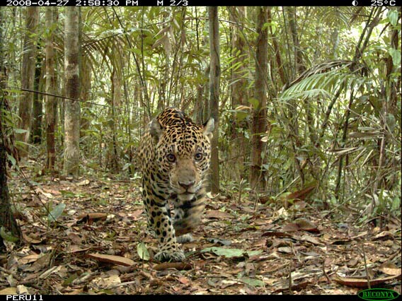  Jaguar (Panthera onca) in the Peruvian Amazon. This species is classified as Near Threatened by the IUCN Red List. Photo credit: Smithsonian.