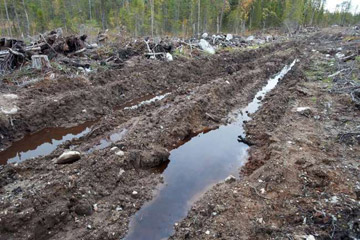 Destroyed old-growth forest and damage from logging machines on land leased by IKEA/Swedwood in Russian Karelia. Photo © Robert Svensson, Protect the Forest 2011.