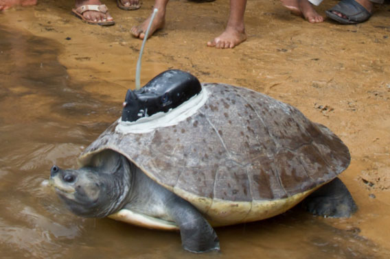 Weighing around 75 pounds (34 kilograms) conservationists hope to follow the movements of this southern river terrapin. Photo by: Eleanor Briggs.