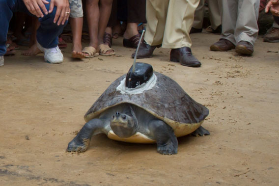 Close up of turtle. Photo by: Eleanor Briggs. 