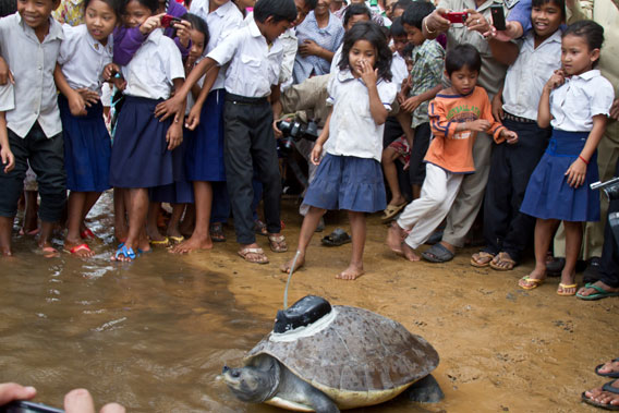 Children watch the rereleasing of a Southern River terrapin back into the wild. Photo by: Eleanor Briggs.