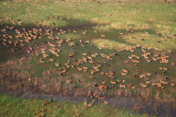  Herd of white-eared Kob migration on Kangen River, Boma National Park. Photo by Paul Elkan and J. Michael Fay ©2007 National Geographic/ Wildlife Conservation Society.