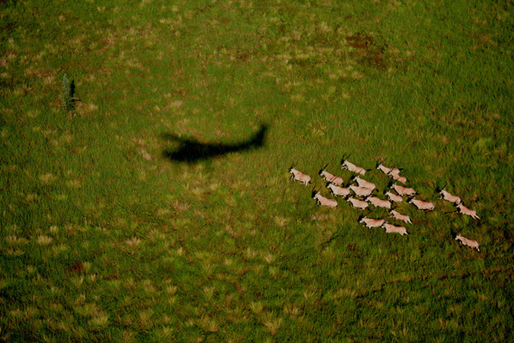  Oryx and WCS Cessna shadow, Boma National Park. Photo by Paul Elkan and J. Michael Fay. ©2007 National Geographic/ Wildlife Conservation Society.