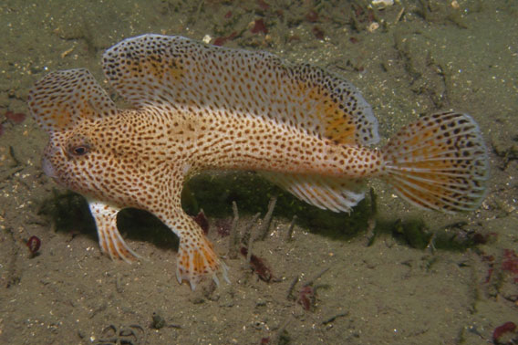 A spotted handfish hanging out in the mud. Photo by: Mark Green - CSIRO.